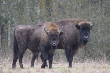 two buffalo standing next to each other in a field
