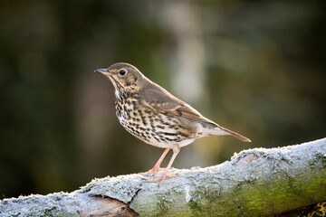a small bird perched on a tree branch