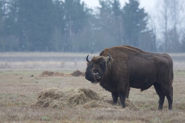 a large bison standing in a field eating hay