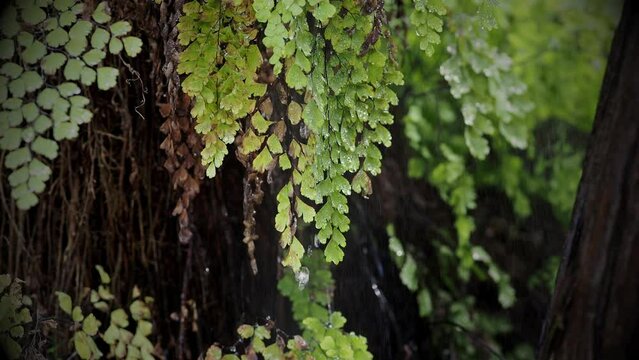 green branch in the rain in forest