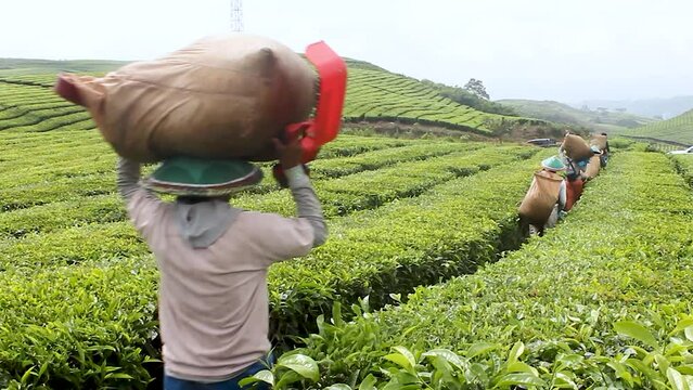 Indonesia - December. 01, 2023: tea picker man walks in the tea plantation with a tea sack