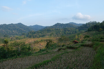 a view of dry rice fields during the dry season and very blue clouds 