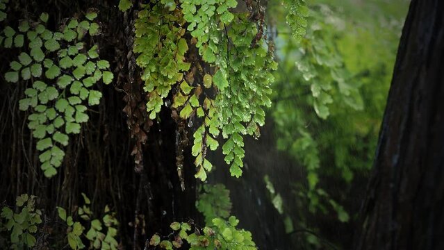 green branch in the rain in forest