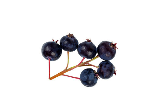 Juneberry isolated on white background. High resolution photo.