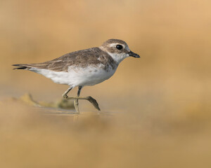 Lesser sand plover at the beach