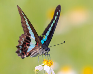 Common bluebottle butterfly lands on a daisy