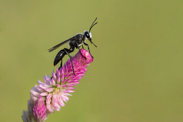 Black digger wasp rests on a pink weed