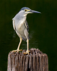 Striated heron poses on a tree stump