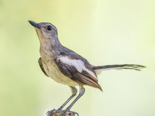 Female asian robin poses