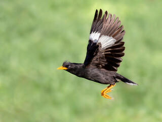 Great myna in flight