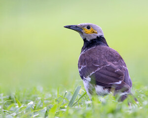 Black-collared starling