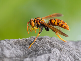 Japanese hornet wasp