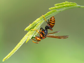 Very dangerous Japanese giant hornet