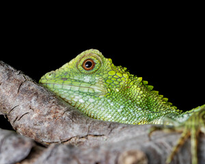 Close up Green tree lizard and black background