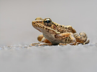 Asian rice frog resting on a road