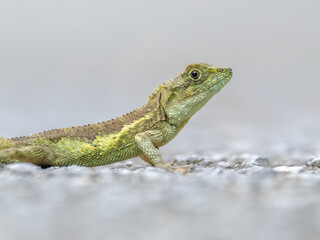 Green tree lizard on the road