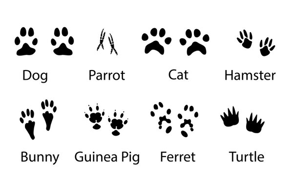 Vector set illustration of domestic animal , pets paw prints , black on white ,dog , cat , parrot , hamster ,bunny ,guinea pig ,ferret ,turtle for different design uses , card , book , banner