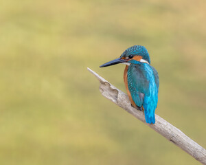 Kingfisher watches over the river