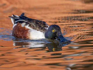 Male northern shoveler duck with nice light