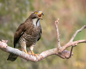 Grey-faced buzzard on a tree 