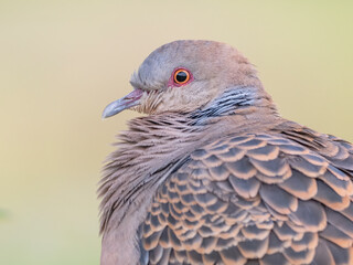 Oriental turtle dove head portrait