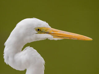 Great egret close up ortrait