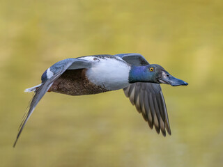 Male Northern shoveler in fight