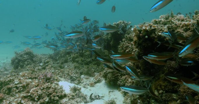 Amazing underwater scenery of school of blue fish by corals.
