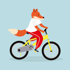 Fototapeta premium Fox cyclist riding a bike