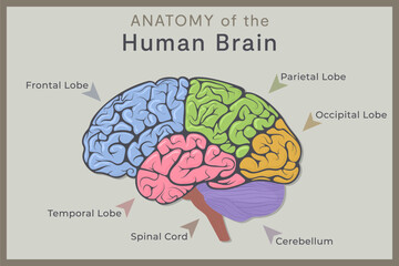 Anatomy of the Human Brain: Structure and Functions. Vector Illustration for Education. Study of Anatomy within the Fields of Physiology, Psychology, and Neurology