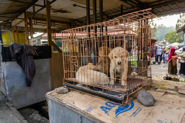  Small dogs in a dealer's cage, animal market at Berastagi, Indonesia.