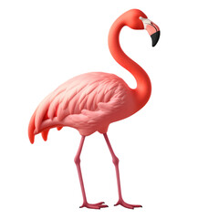 Flamingo isolated on transparent background