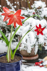 Big red blossom of Hippeastrum (amaryllis) flower on the stem in the blue flower pot blooming in the nature background with snow  in winter (spring) time, cute red flower in nature background in cold 