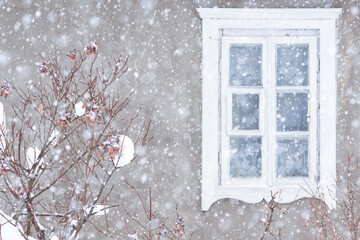 Hydrangea snowy bush in wall and  window with white shutters background in winter time during snowfall, winter view