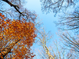 yellow and orange leaves of beech tree in autumn with blue sky