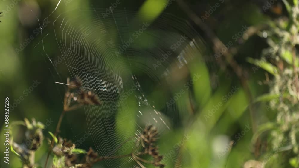 Poster a delicate spiderweb suspended between the stems of grass. a close-up parallax video.