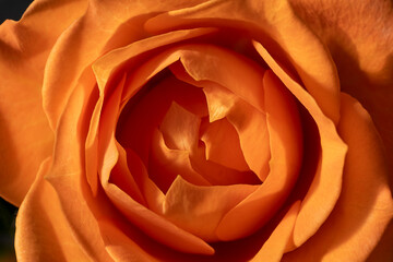 open rose bud close-up macro