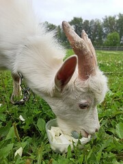 Close-up portrait of adult goat grassing on green summer meadow field at village countryside