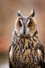 Portrait of owl. Long-eared owl, Asio otus, isolated on orange background. Detail of face of beautiful owl with big orange eyes. Autumn nature. Wildlife. Wild bird of prey camouflage.