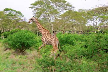 Pretty specimen of a wild giraffe  in the nature of South Africa