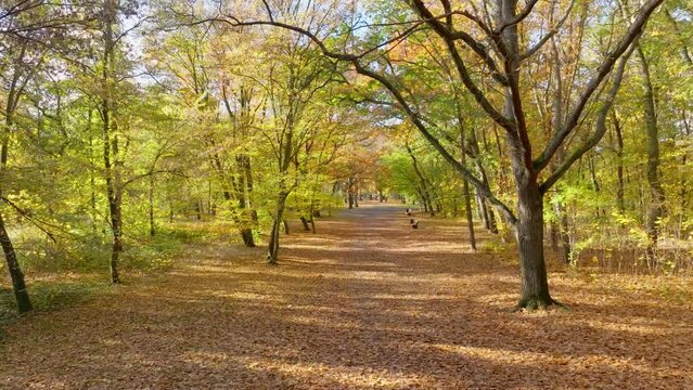 Braunschweig Prinzenpark Herbst Bunt Laub