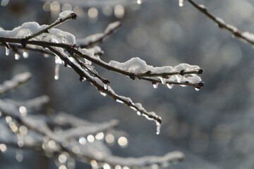 snow covered branches