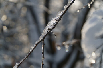 icicles on the trees