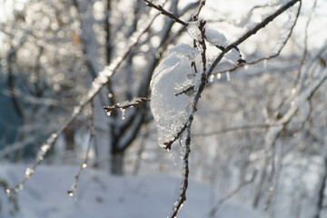 icicles on the trees