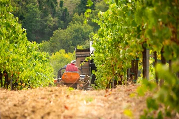 Gordijnen Harvesting grapes in vineyard with tractor © Maresol