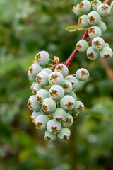 Close up of a branch full of cultivated still green blueberries with background out of focus