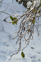 snow covered branches
