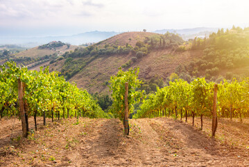 Vineyard and winery on hill in summer