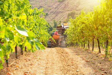 Harvesting grapes in vineyard with tractor