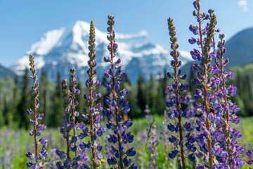 Horizontal close up of some purple lupine (Lupinus polyphyllus) with in the background out of focus...